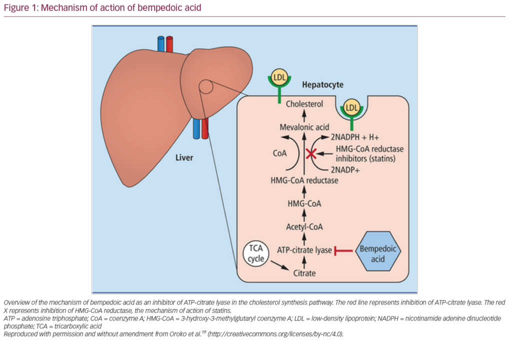 Bempedoic Acid: Lipid Lowering For Cardiovascular Disease Prevention ...