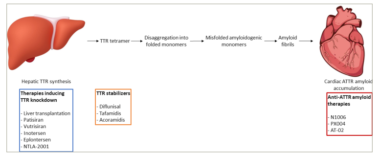 Figure 1: Disease-modifying therapies for transthyretin cardiac amyloidosis