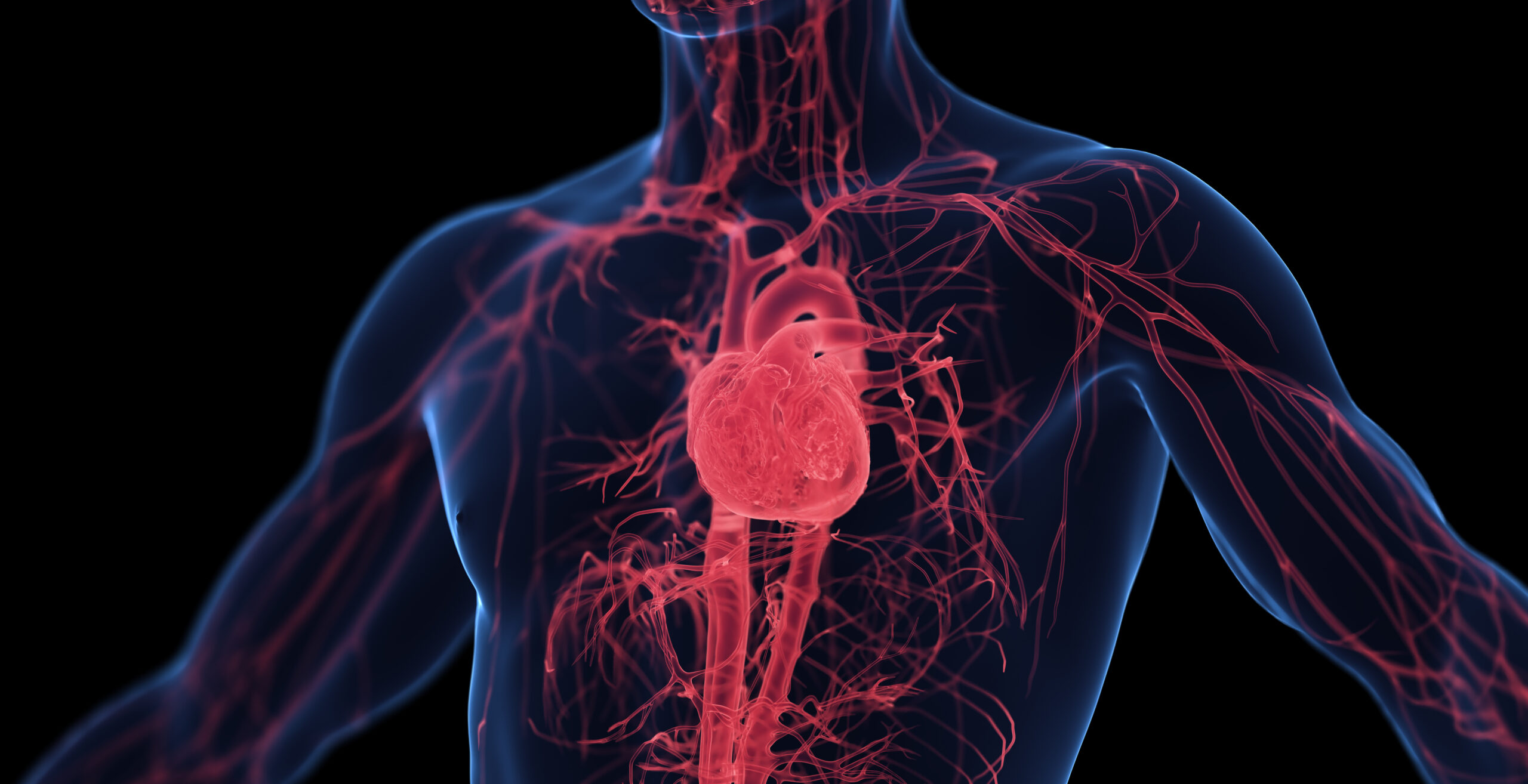 3d medical illustration of a man's cardiovascular system