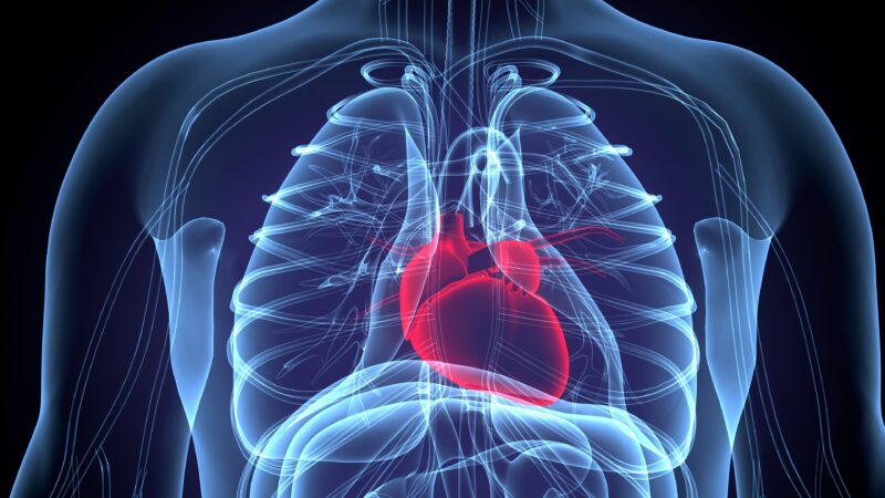 3D Illustration of Human Body Organs Heart Anatomy