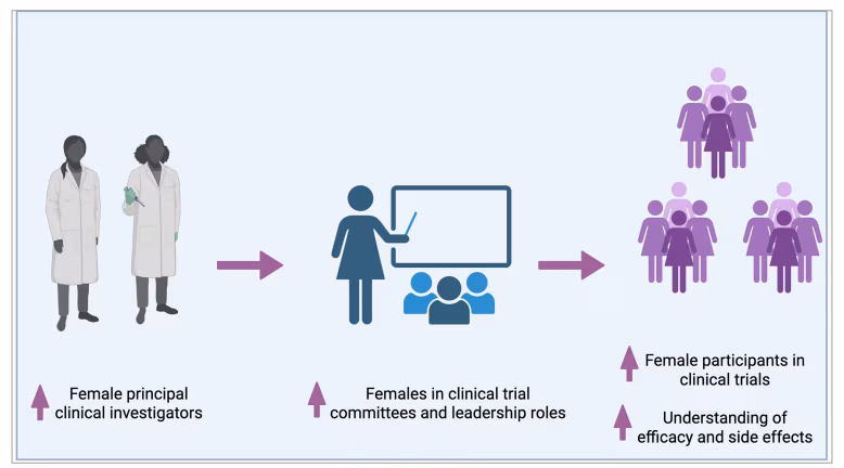 Figure 4: A potential pipeline to increase female representation in clinical trials