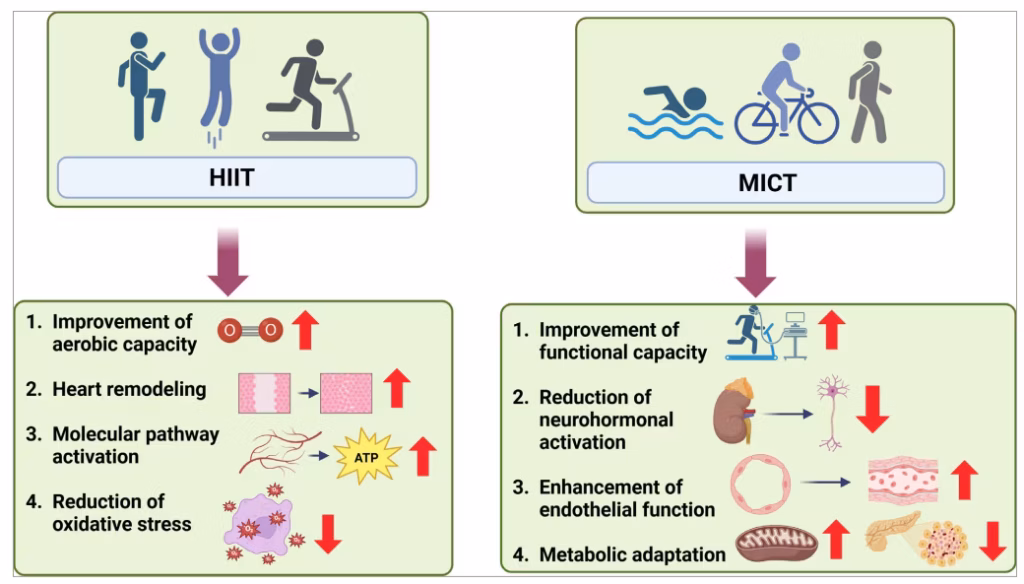 Figure 9: Comparative effects of HIIT and MICT on physiological adaptations